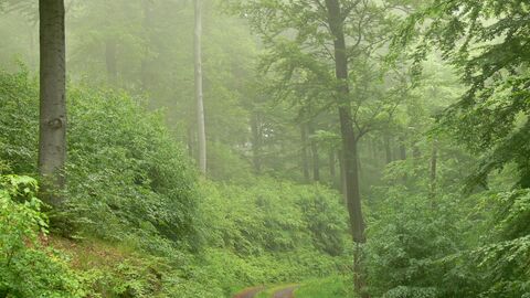 Blick in einen vom Nebel durchzogenen Buchenwald