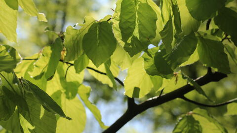Buchenblätter im Mai