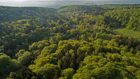 Luftbild Wald