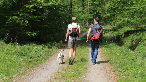 Wandern im hessischen Wald Wanderer im Wald
