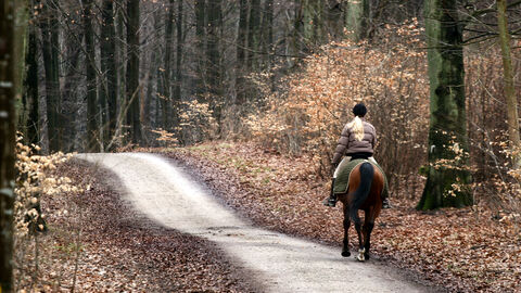 Reiterin im Buchenwald