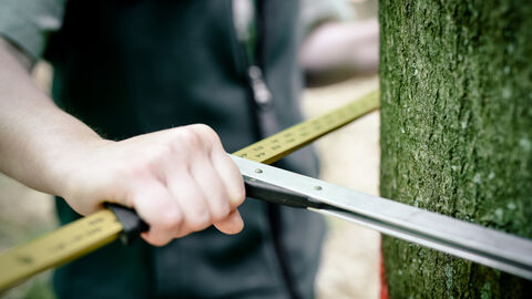 Bestimmung des Brusthöhendurchmessers am Baum