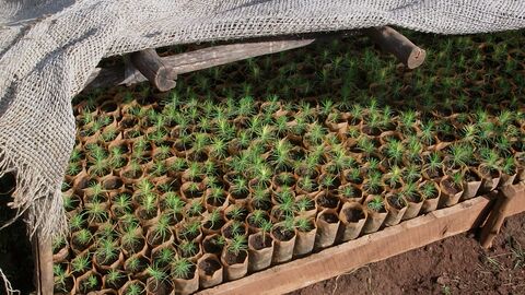 Pflanzgut in Äthiopien Pflanzgut in Äthiopien