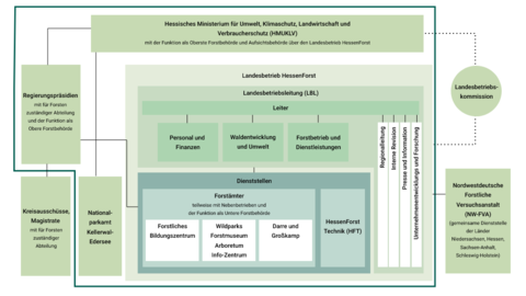 Organigramm HessenForst