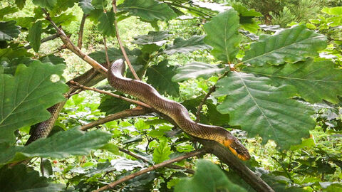 Aeskulapnatter Aeskulapnatter