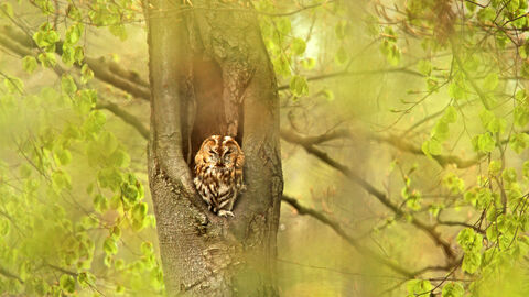 Waldkautz in einer Höhle einer Buche