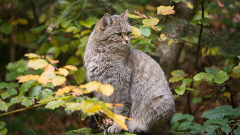 Wildkatze Wildkatze