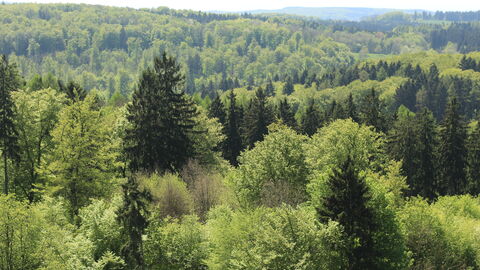 Mischwald Mischwald