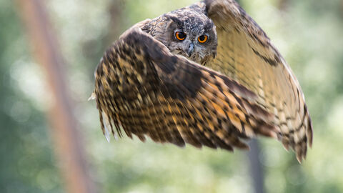 Uhu im Flug