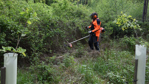 Mithilfe eines Freischneiders werden junge Bäume freigeschnitten, damit sie nicht überwuchert werden und verkümmern.