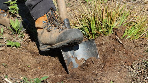 Pflanzung mit dem Hohlspaten