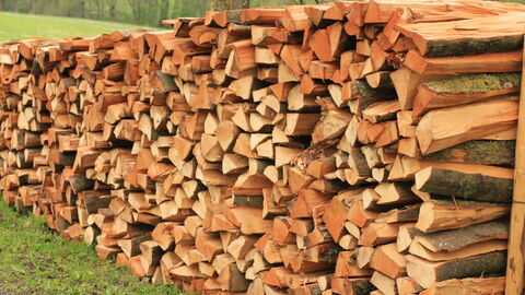 In diesem Jahr erwartet HessenForst eine starke Brennholznachfrage – und reagiert mit einem kundenfreundlichen Online-Angebot.