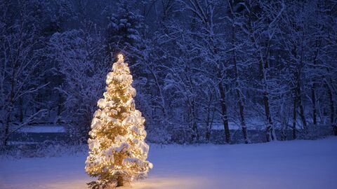 Weihnachtsbaum im Schnee