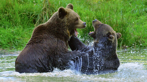 Zwei Braunbären kämpfen im Wasser