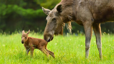 Elch Eine Elchkuh mit ihrem Kalb
