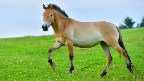 Przewalskipferd auf der Weide