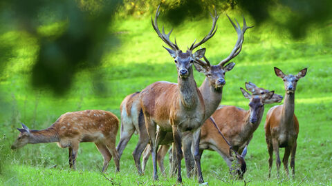 Rotwild auf einer Lichtung