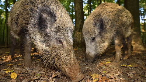 Wildschweine im Wald