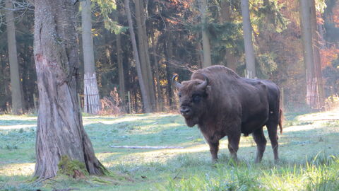 Wisent