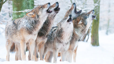 Wölfe im Schnee
