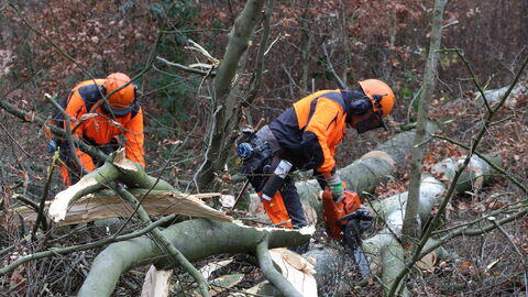 Aufarbeitung einer Buchenkrone