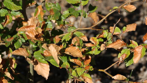 Trockenes Laub im Sommer