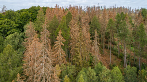 Abgestorbene Fichten Abgestorbene Fichten