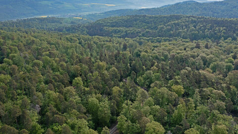 Wald Wald