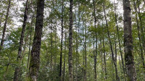 Ein etwa 30-jähriger Birken-Vorwald mit qualitativ guten Auslesebäumen.