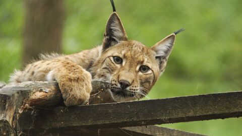Luchs