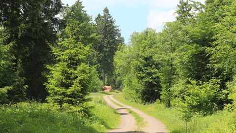 Waldweg Waldweg