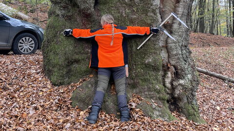 500 Jahre alte Kroneiche im Rev. Zugmantel