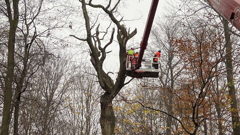 Einsatz des Spezialkrans zum Ausschneiden von Kronenteilen