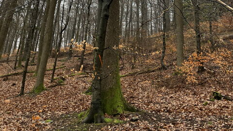 Für die Entnahme markierte Buche