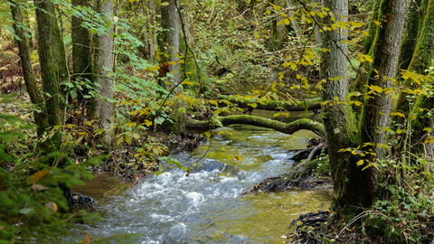 Bach im Wald
