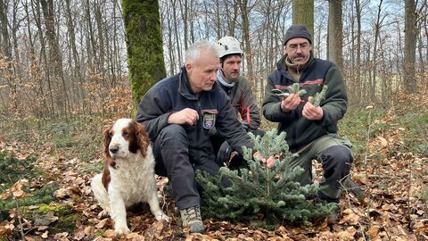 Revierleiter Stefan Kaltwasser v. l. mit Baumkletterer bei der Ernte der Weisstanne Revierleiter Stefan Kaltwasser v. l. mit Baumkletterer bei der Ernte der Weisstanne