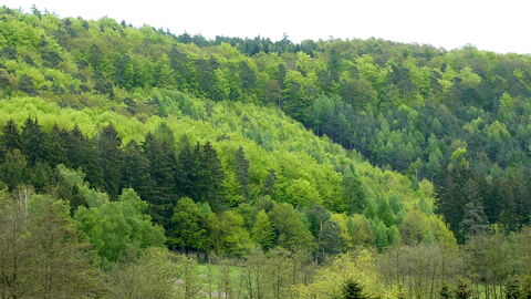 Wald HessenForst