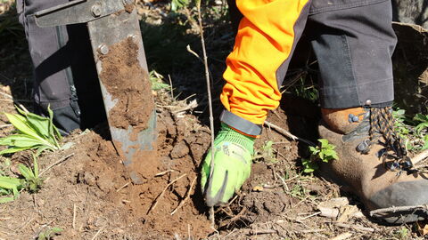 Gemeinsam den Wald von morgen pflanzen