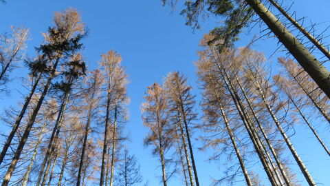 Abgestorbene Fichten durch Borkenkäfer