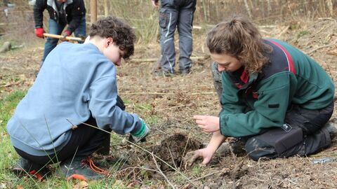 Im Forstamt Schlüchtern werden Schlehen gepflanzt