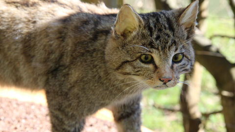 Eine Wildkatze unterwegs in der Hörre     