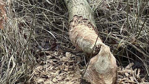 Anzeichen für Bieber