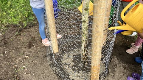 Der junge Baum wird gegossen