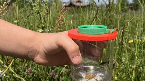 Es gibt viel zu entdecken: Waldwiesen sind fester Bestandteil im waldpädagogischen Programm von HessenForst