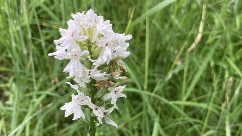 Gefleckter Fingerwurz