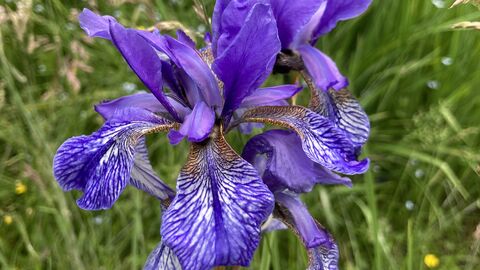 Iris sibirica