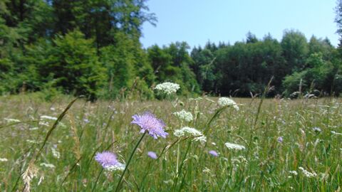 Typische Flora auf Waldwiesen: Acker-Witwenkraut und Schafgarbe 