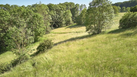 Zeugen der menschlichen Sesshaftwerdung: Waldwiesen sind meist kulturhistorischen Ursprungs und dienten als frühe Arbeits- und Wohnorte