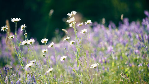 Damit die blütenreiche Graslandschaft erhalten bleibt, muss sie regelmäßig gepflegt werden.