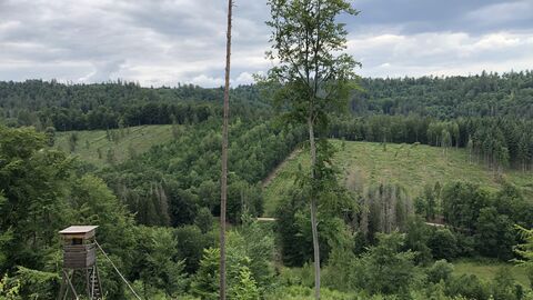 Wald im Forstamt Rotenburg